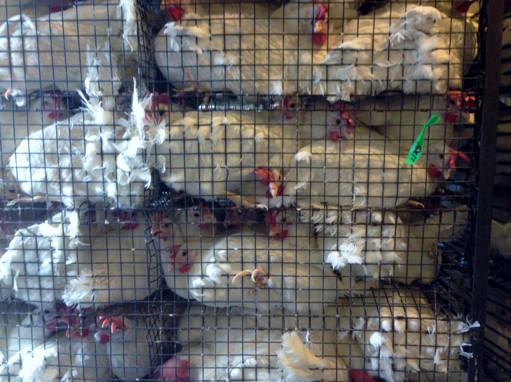 19 week old chickens transported to Kuku 2
