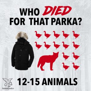 Animals killed for fur and down parka