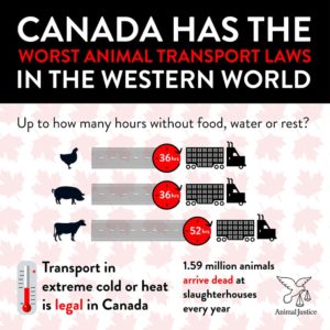 Canadian animal transport slaughter truck slaughterhouse livestock 