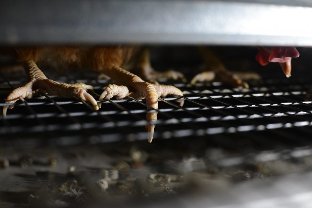 Wire flooring is uncomfortable and causes painful injuries and deformities. Photo: Jo-Anne McArthur / We Animals