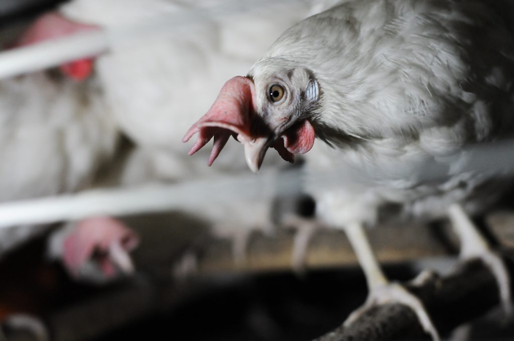 Furnished cages. Jo-Anne McArthur / We Animals